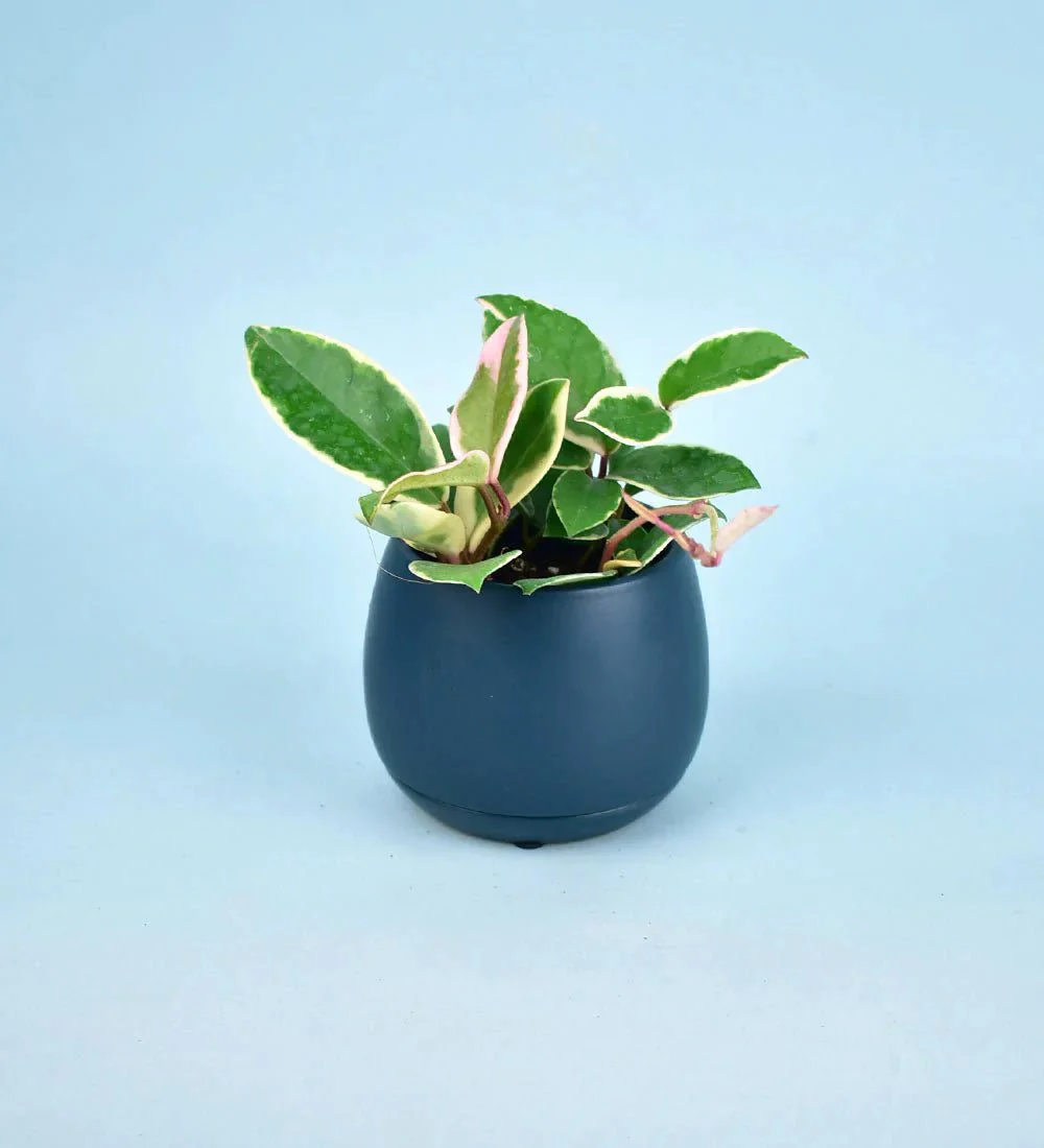 Addie Planter - Image 7