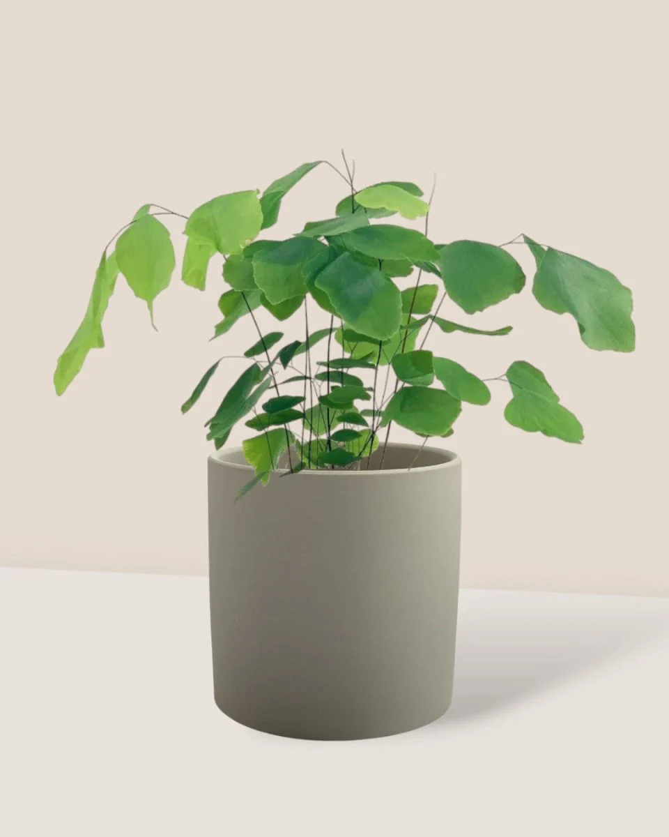 Adiantum Peruvianum - Image 6