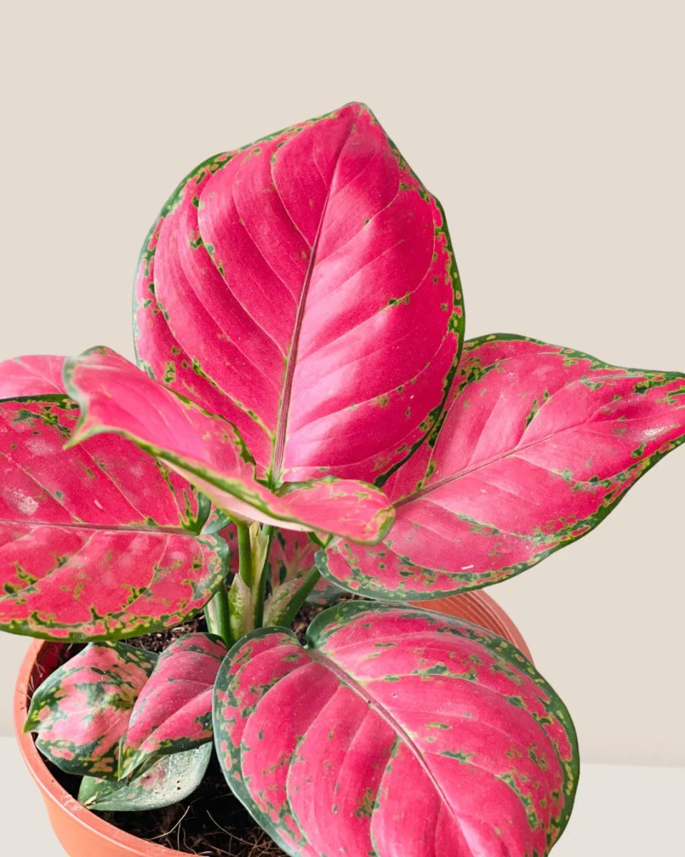 Aglaonema Red (Green Stems) - Image 6