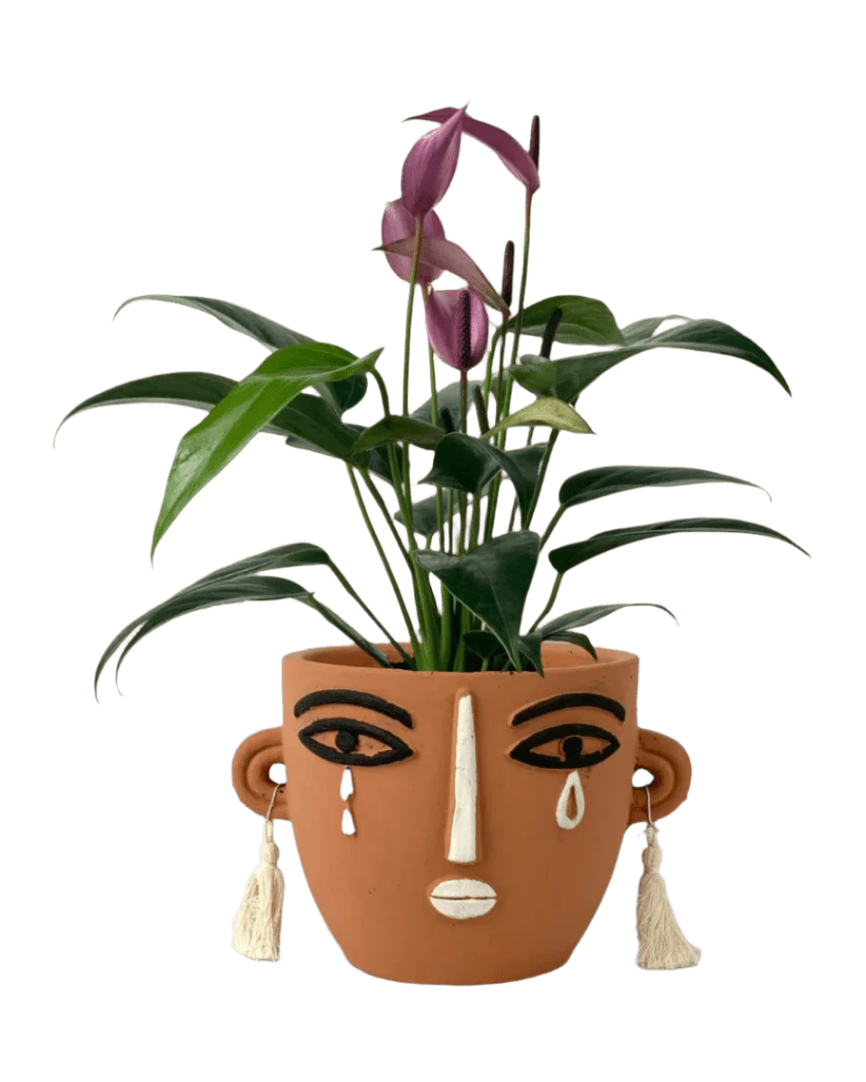 Anthurium Andraeanum "Zizou purple" - Image 14