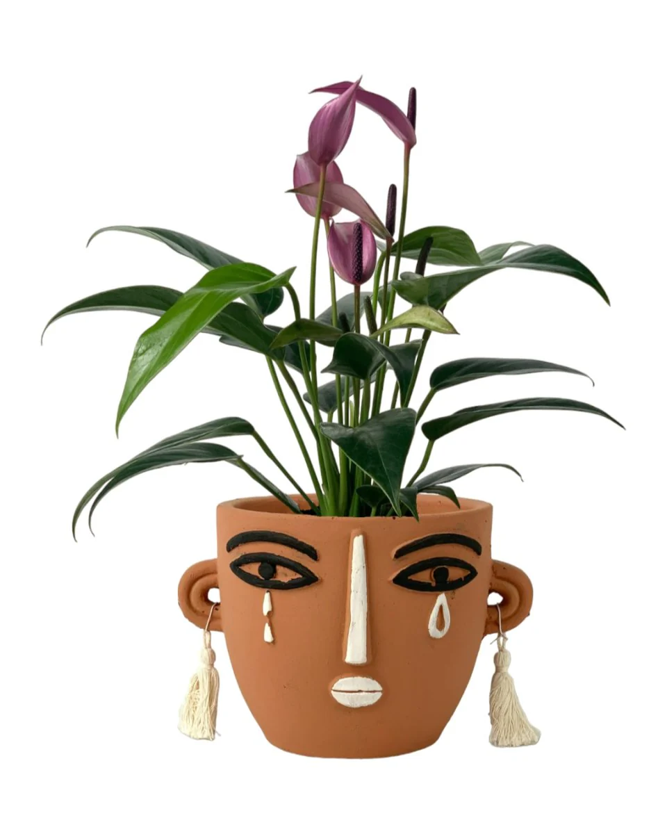 Anthurium Andraeanum "Zizou purple" - Image 7