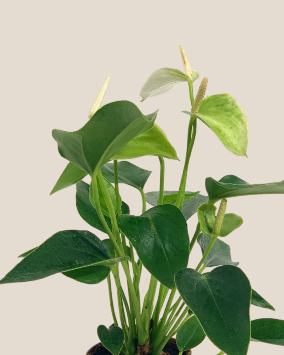 Anthurium Mini White - Image 5