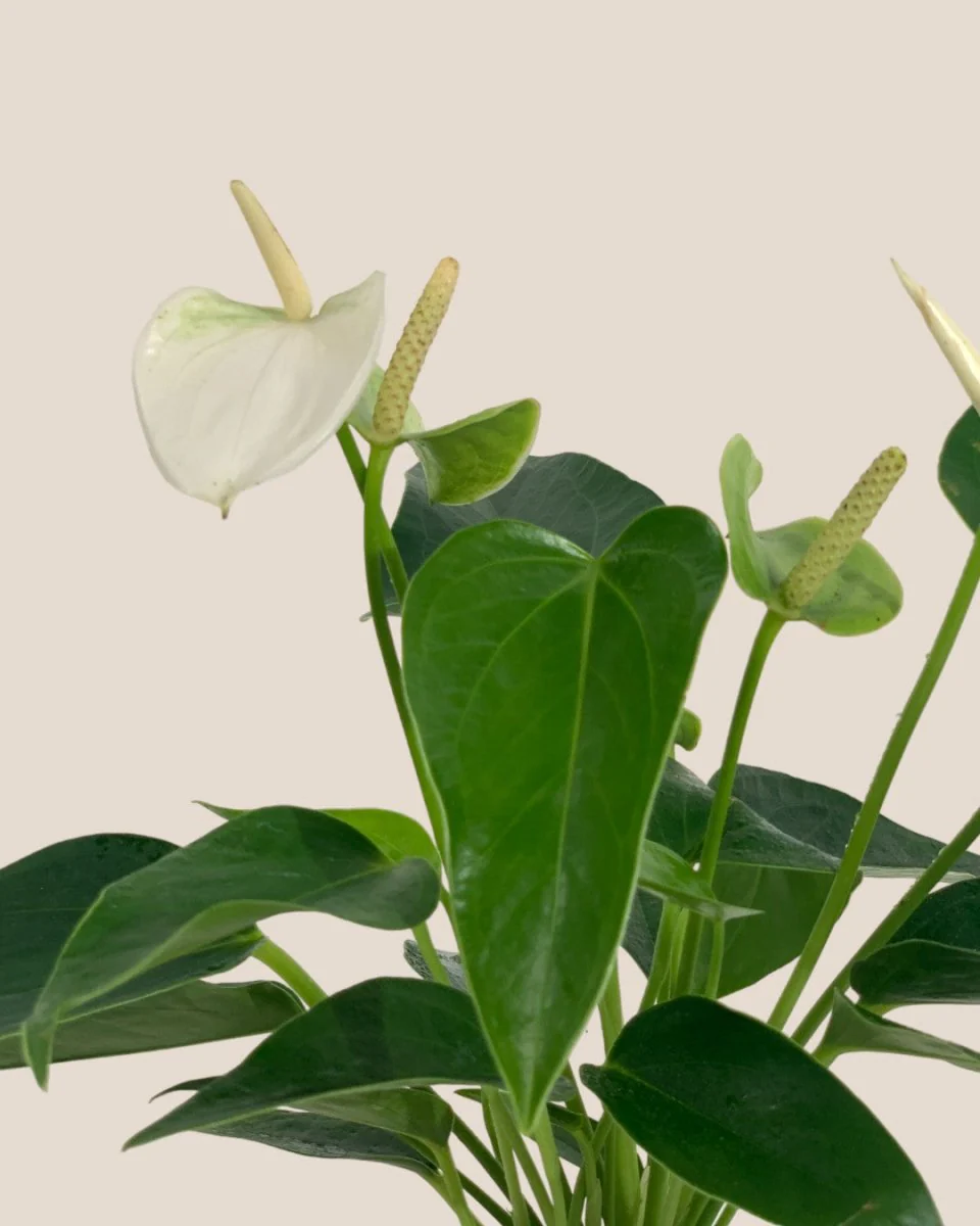 Anthurium Mini White - Image 6