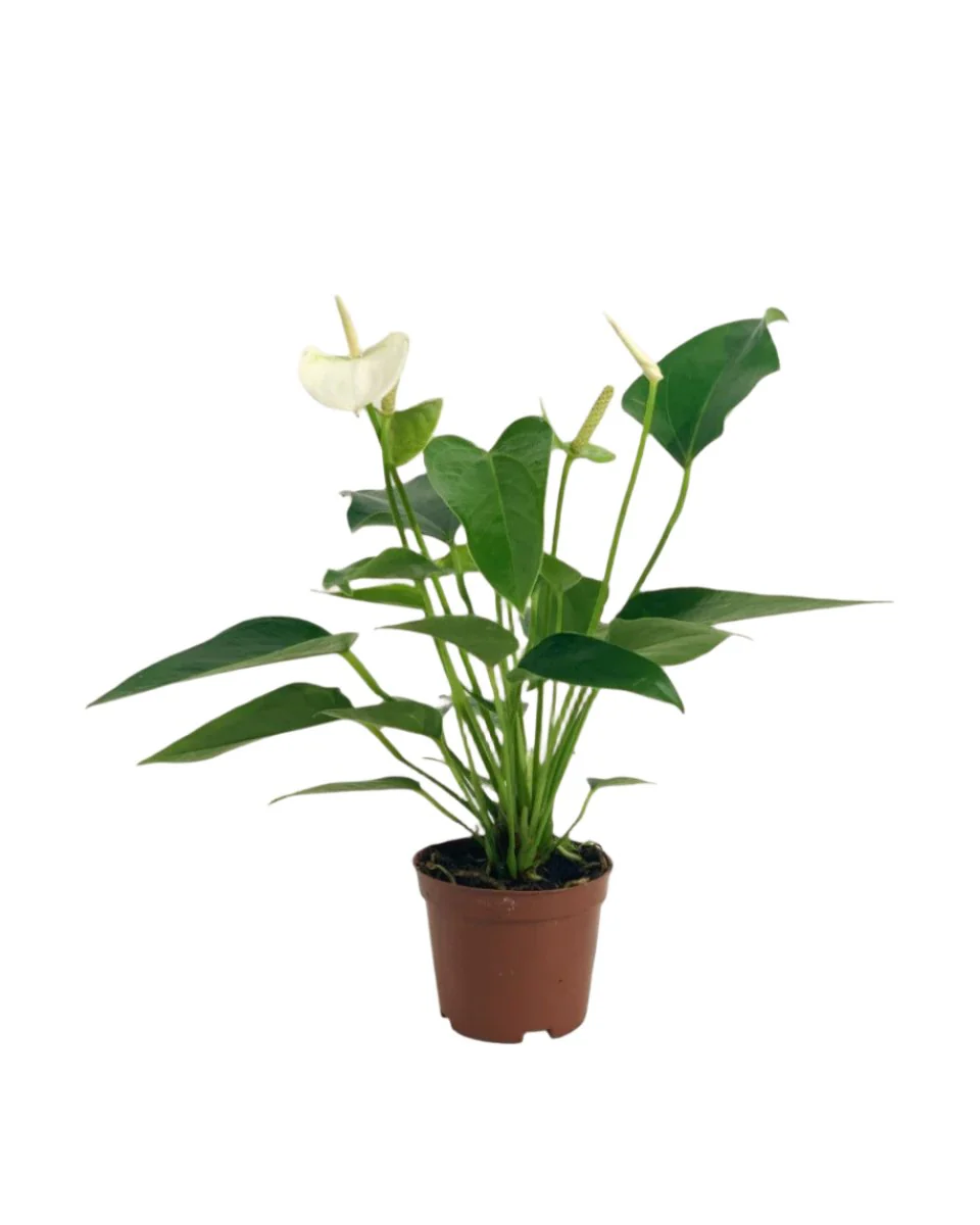 Anthurium Mini White - Image 7
