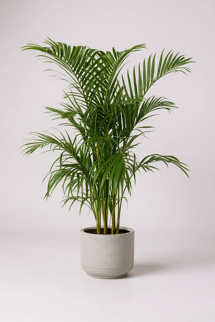 Areca Palm XL/XXL - Image 5
