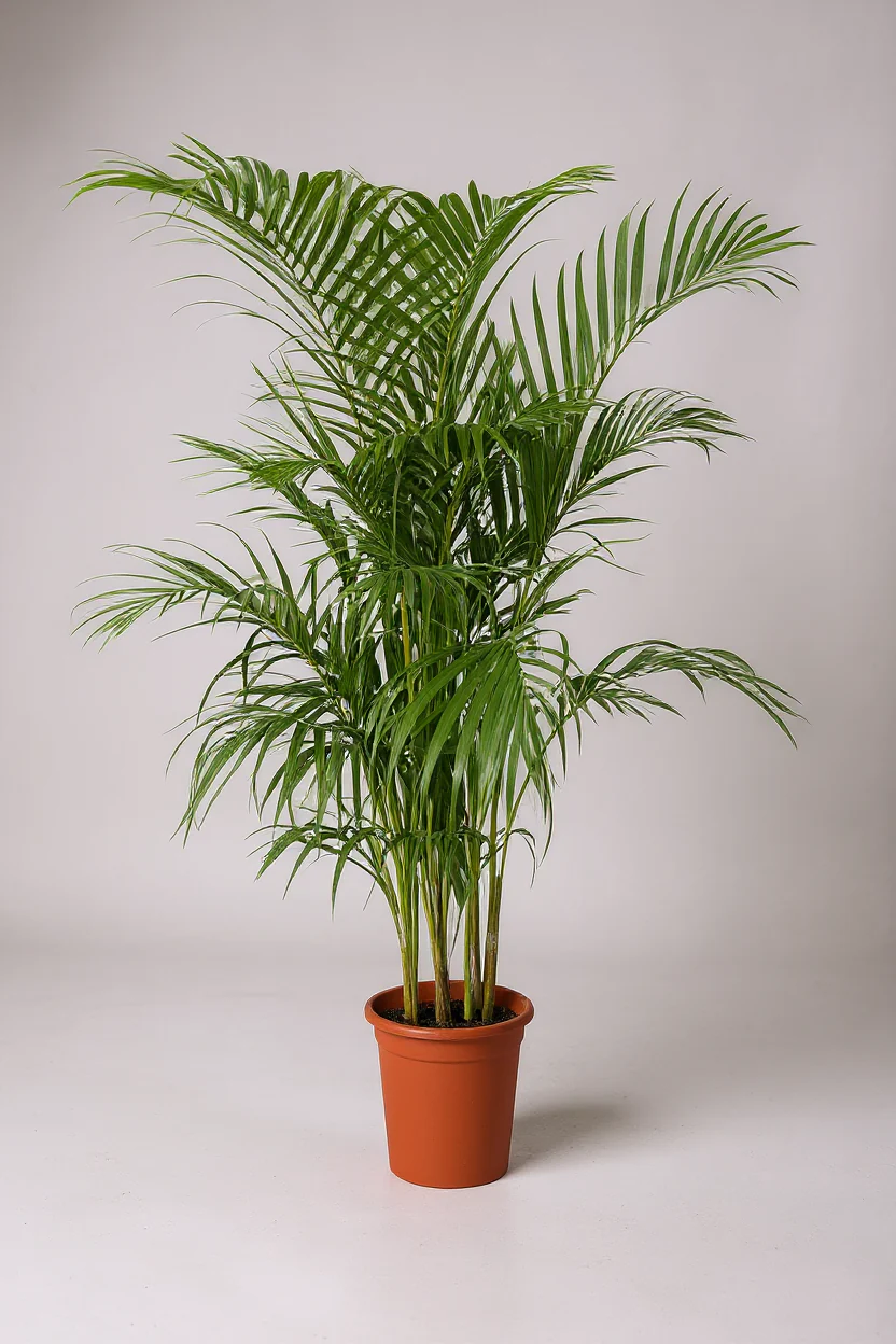 Areca Palm XL/XXL - Image 6