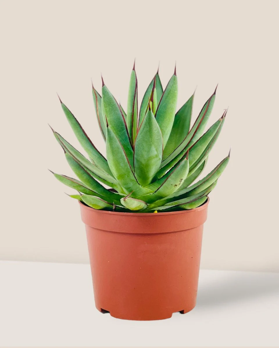 Assorted Agave Victoriae-Reginae - Image 8