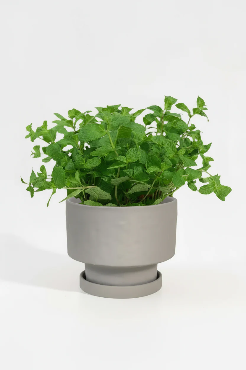 Assorted Mint Plant - Image 4