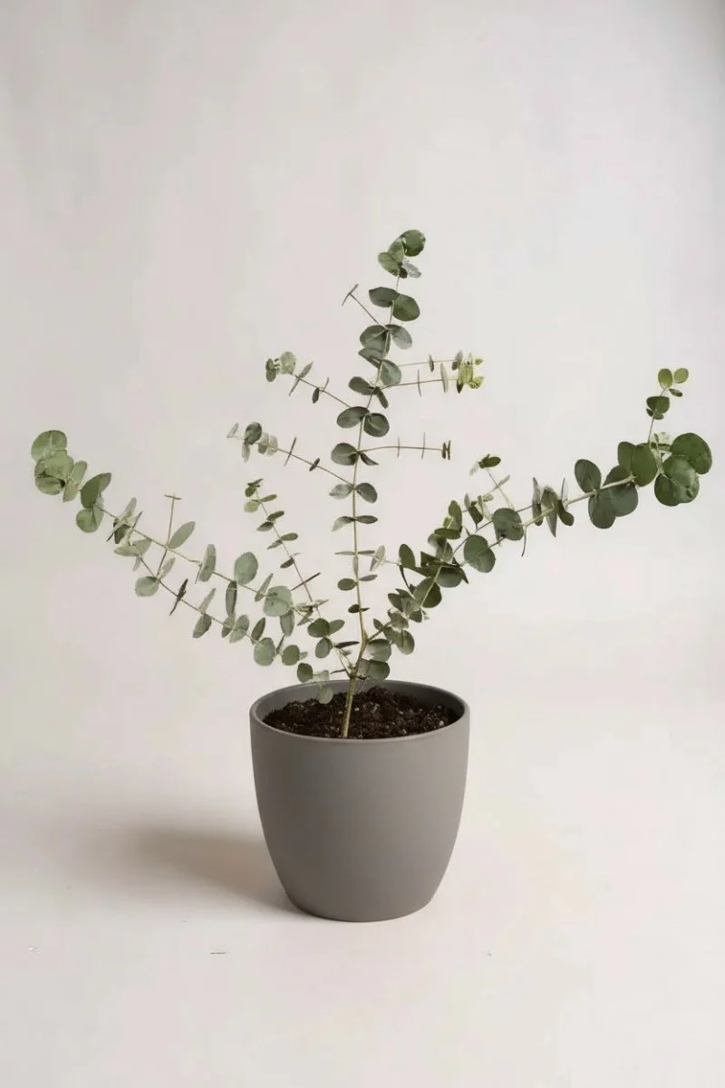 Australian Eucalyptus - Image 3