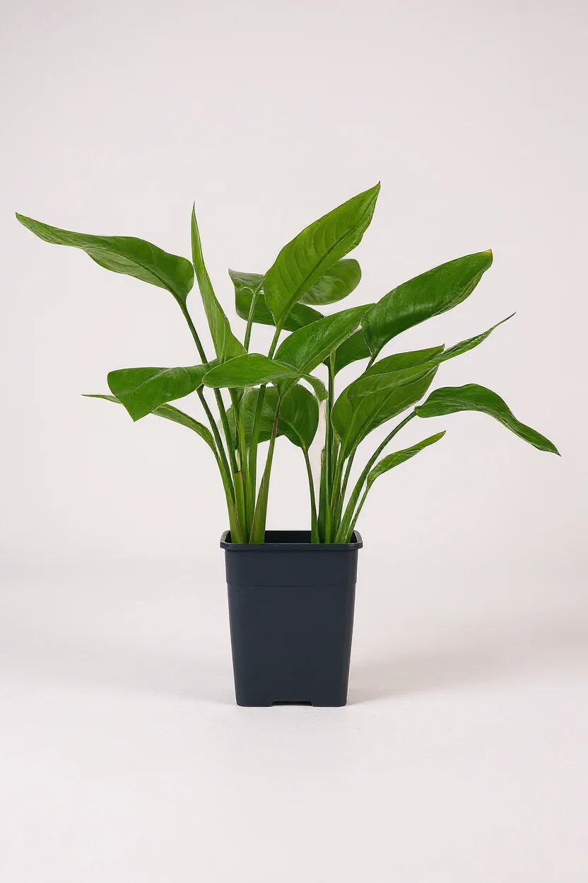 Bird of Paradise Baby - Image 5