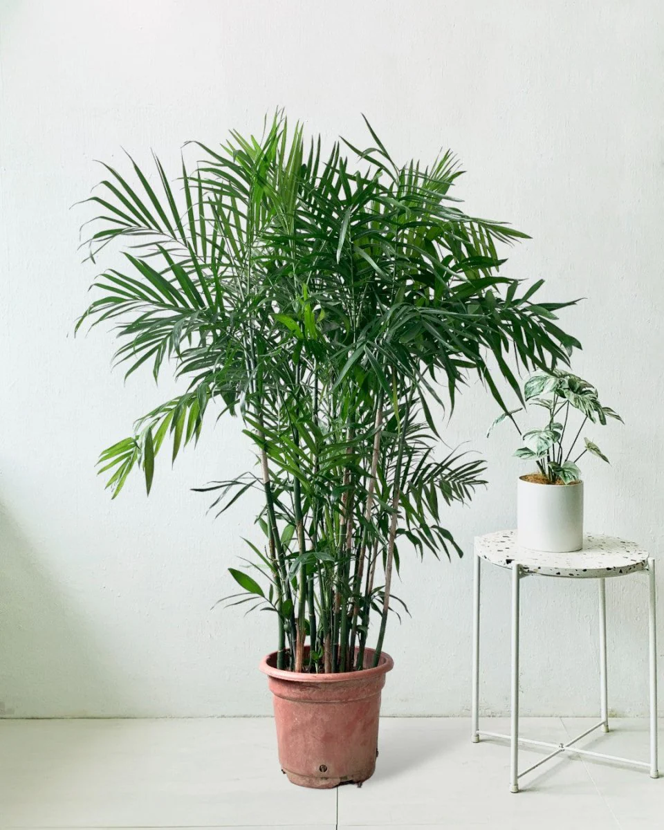 Bamboo Palm Plant - Image 11