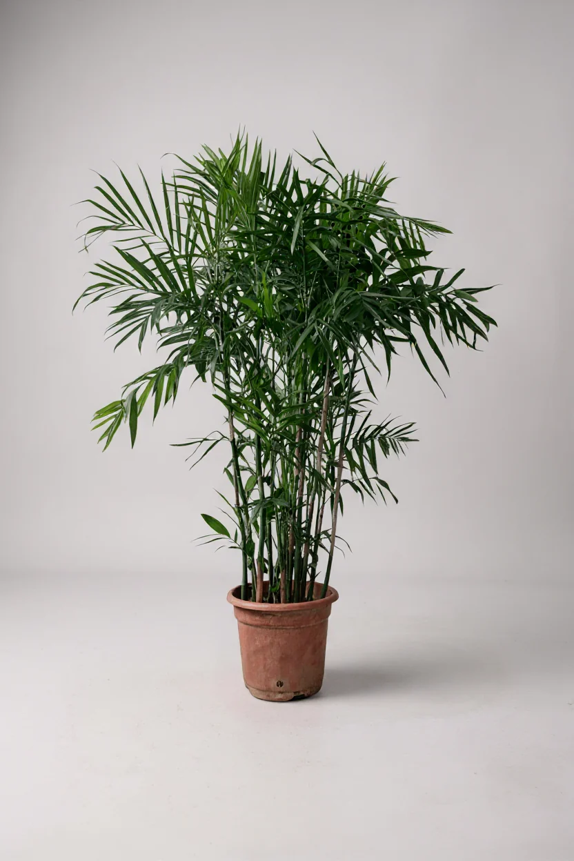 Bamboo Palm Plant - Image 6