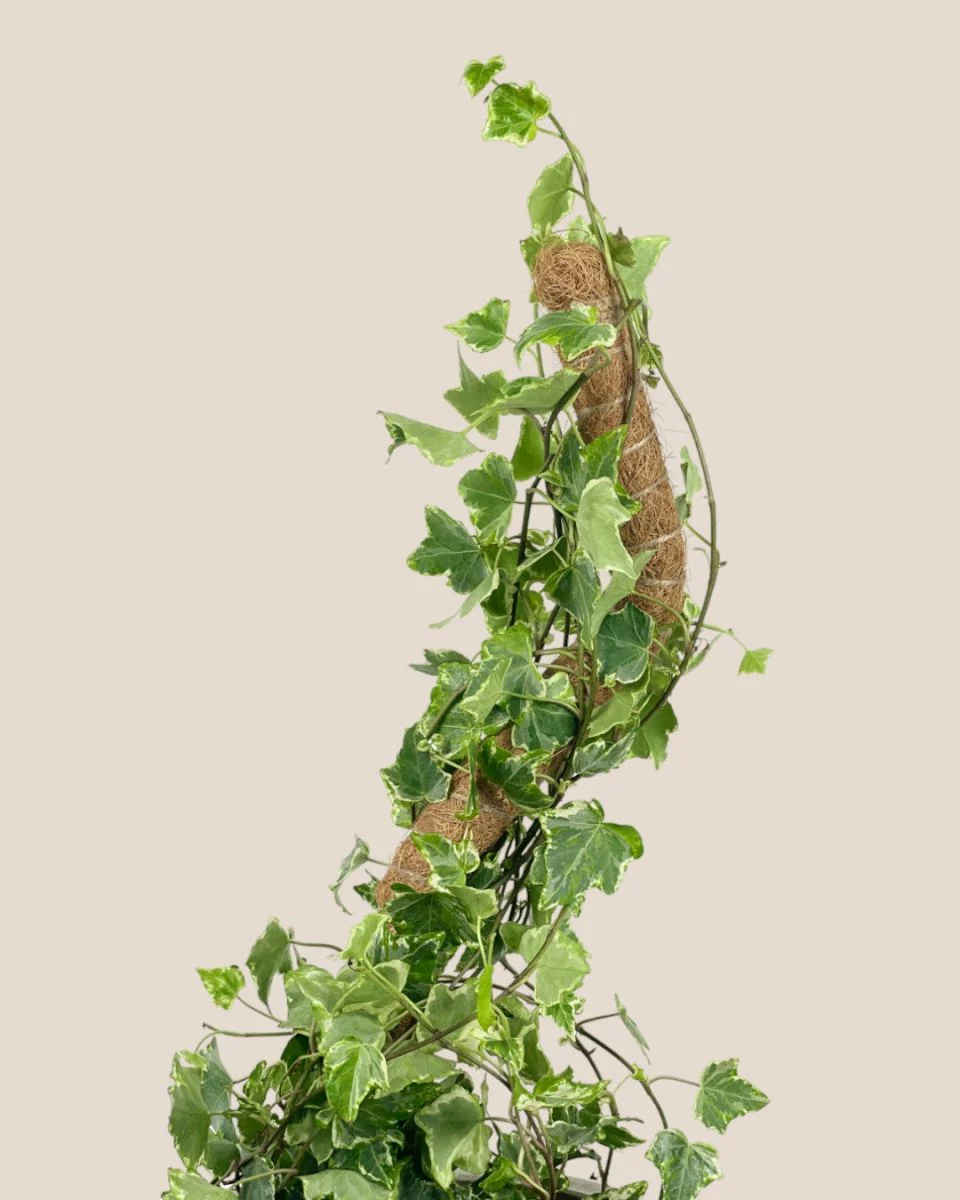 Bendable Moss Pole - Image 11