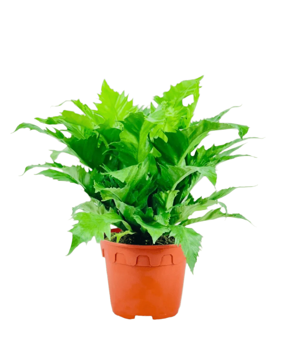 Bird Nest Fern - Asplenium 'Venus' - Image 7