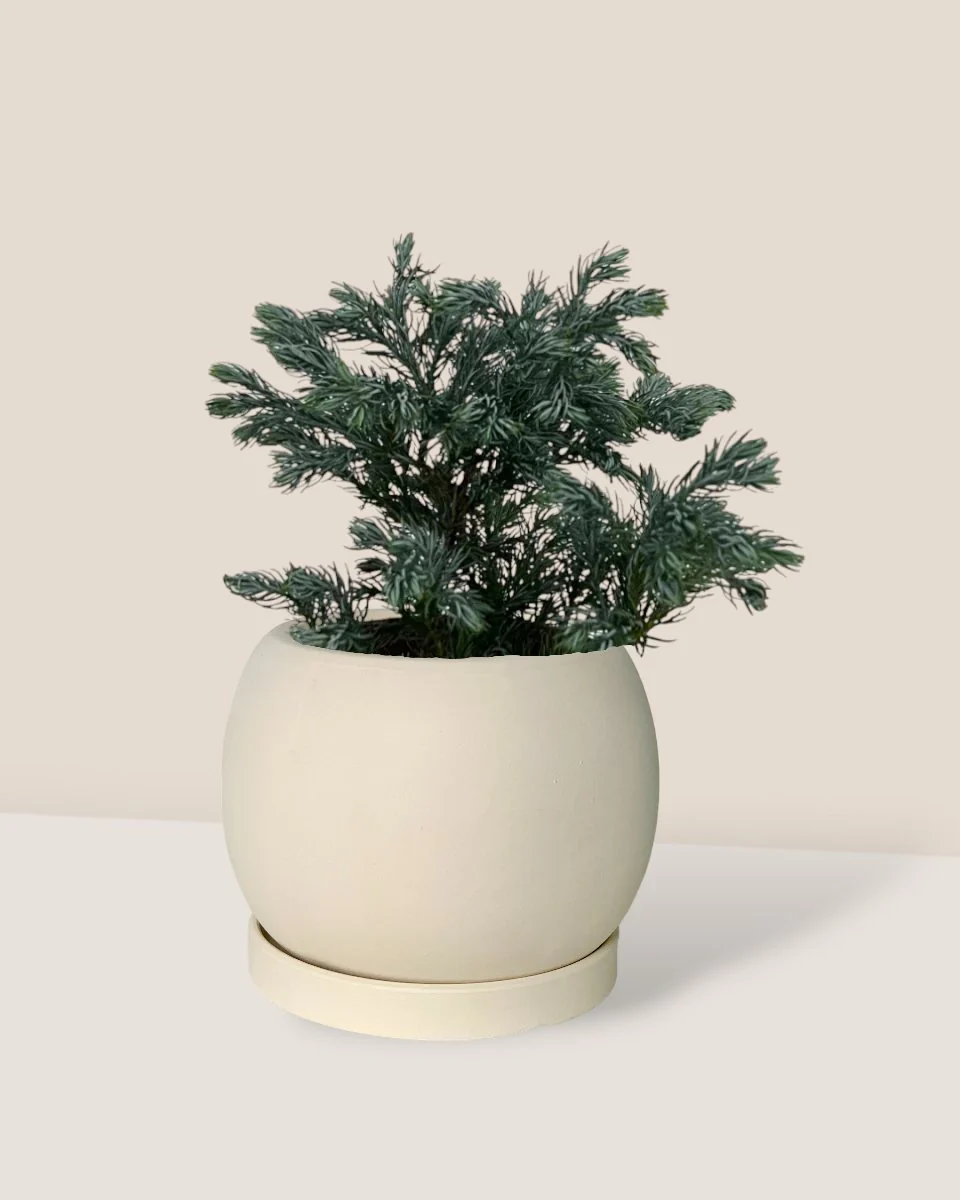 Blue Moss Cyprus (Chamaecyparis pisifera 'Boulevard') - Image 4