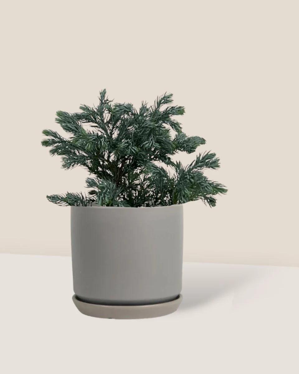Blue Moss Cyprus (Chamaecyparis pisifera 'Boulevard') - Image 5