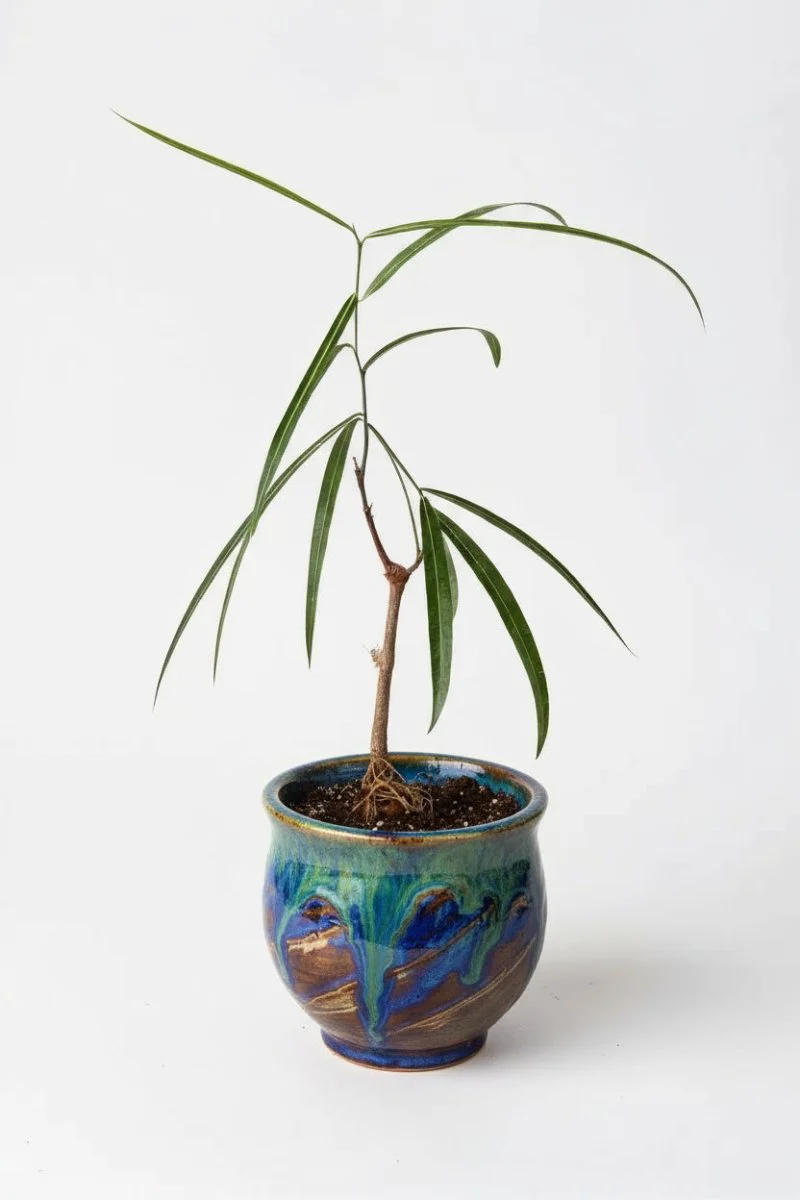 Bottle Tree Junior - Brachychiton Rupestris (Japan) - Image 10