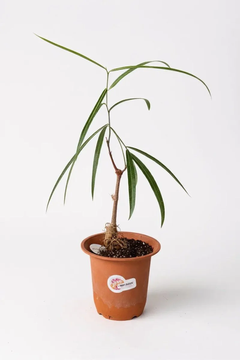 Bottle Tree Junior - Brachychiton Rupestris (Japan) - Image 11