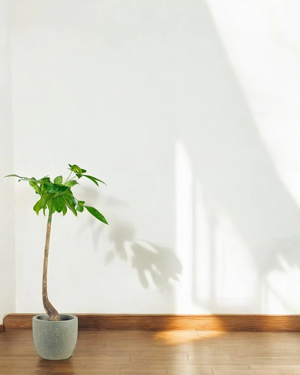 Money Tree Bottle-Trunk - Image 9