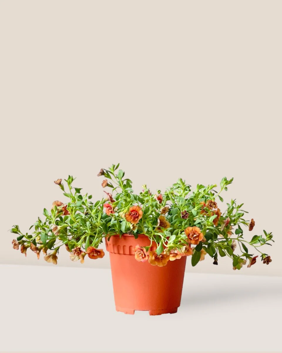 Calibrachoa Plant - Image 3