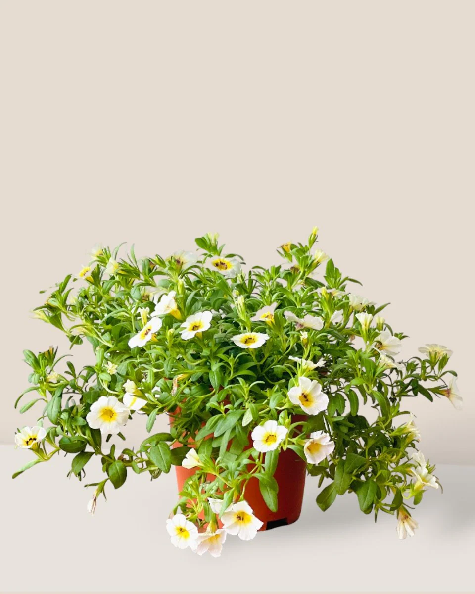 Calibrachoa Plant - Image 6