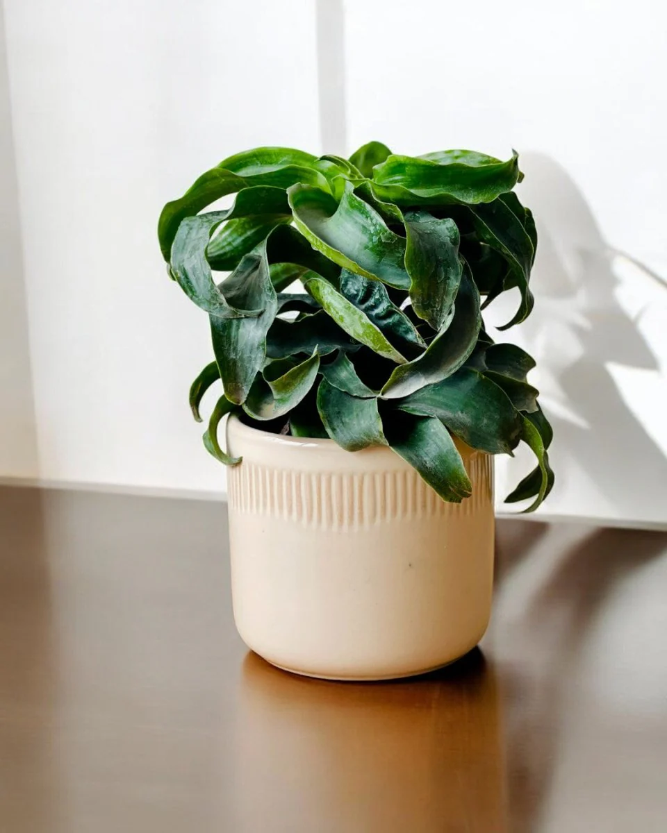 Cath Ceramic Pot - Image 2