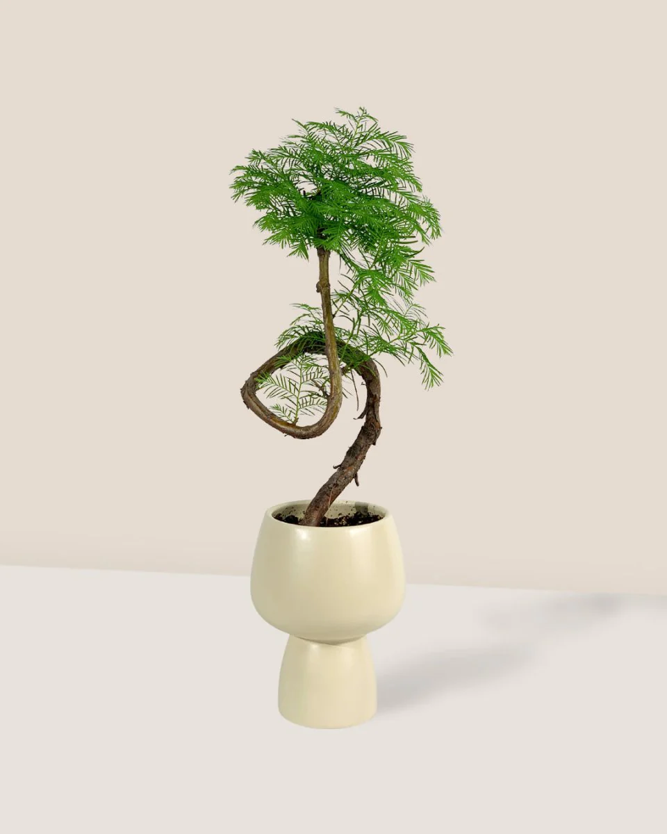 Ceramic Butter Sand Pot - Image 2