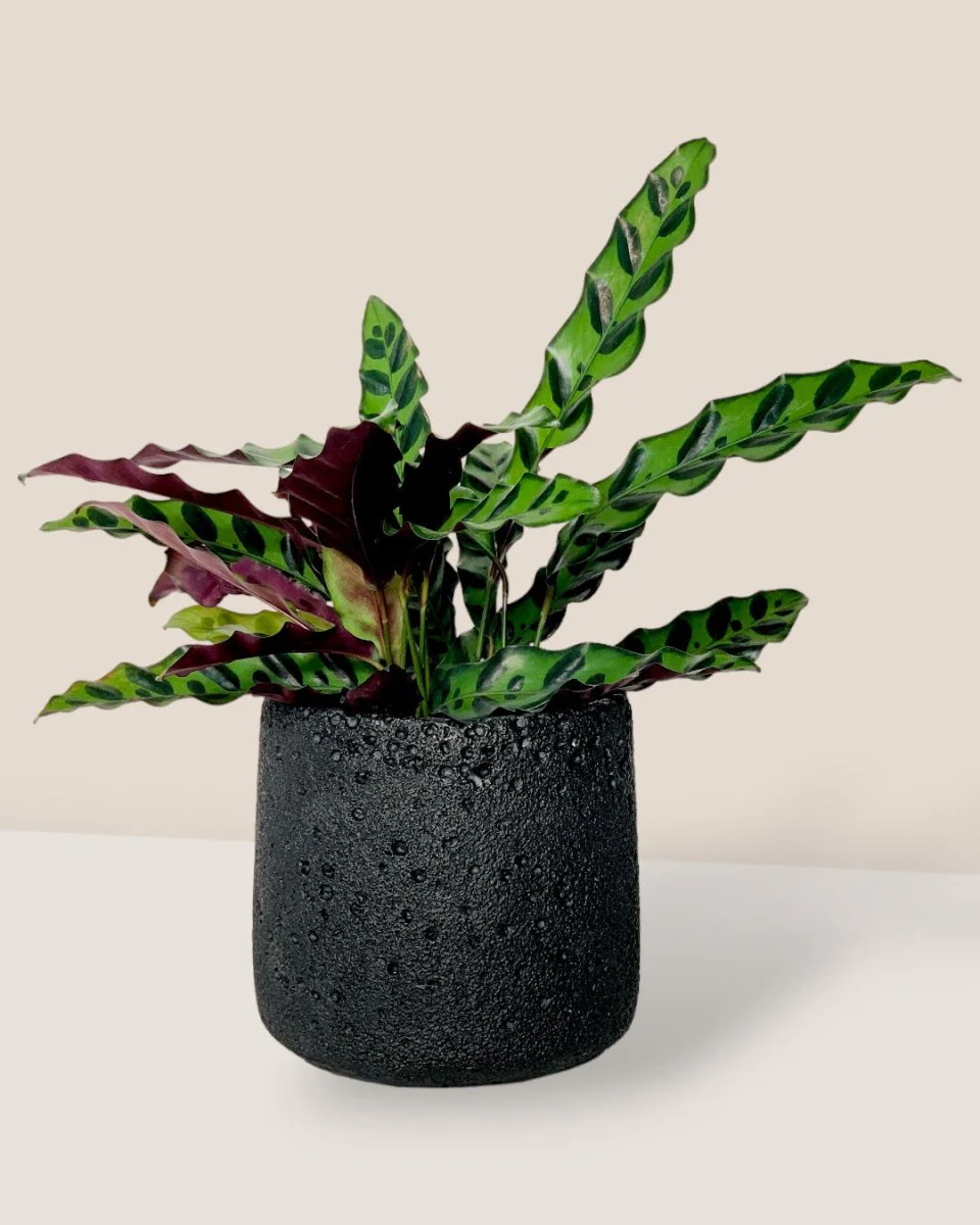 Coarse Cylinder Planter - Image 8