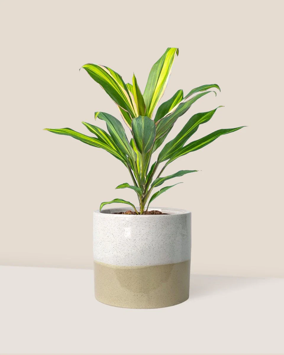 Cordyline Kiwi - Image 10
