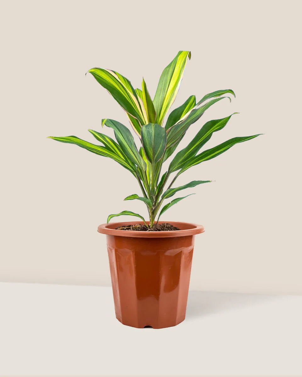 Cordyline Kiwi - Image 14