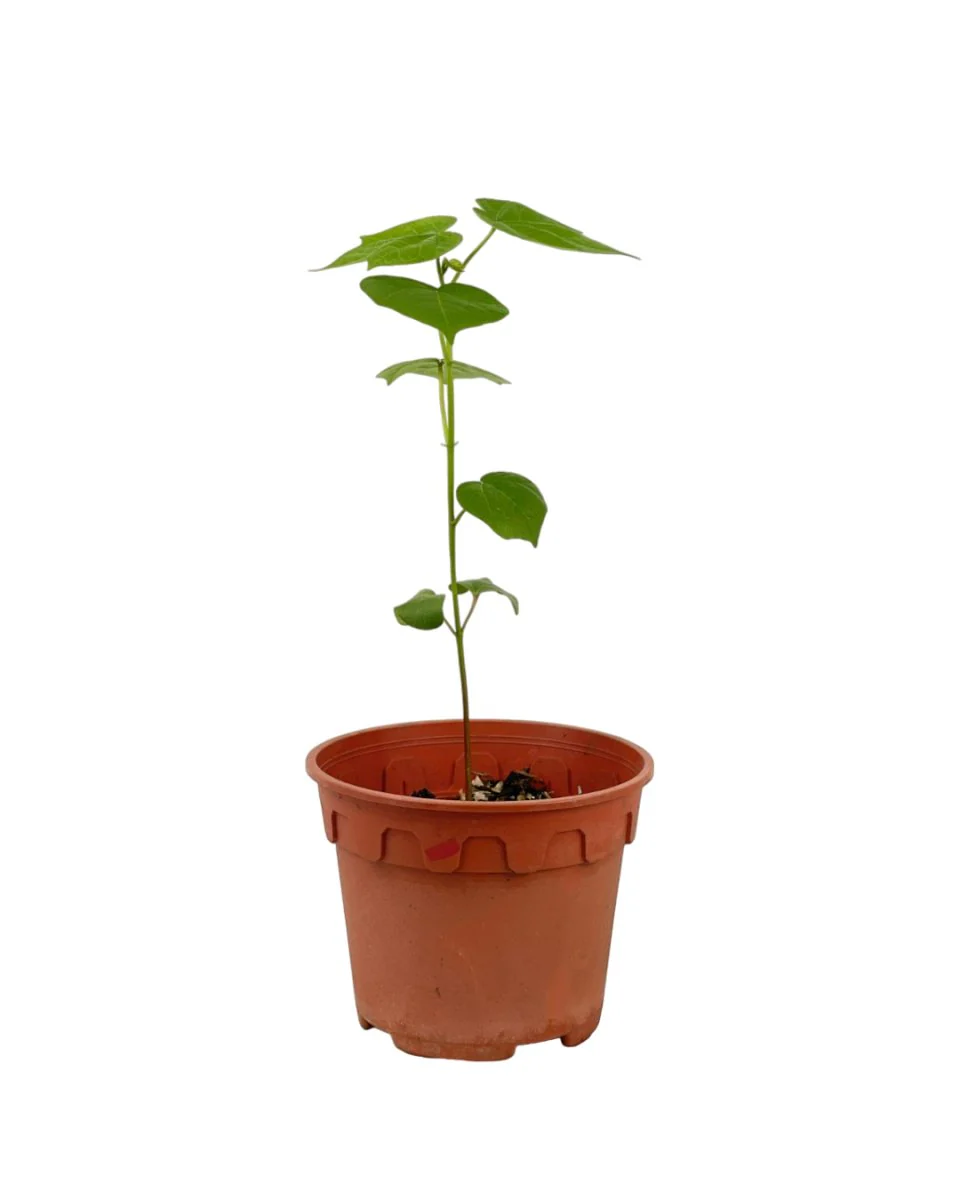 Cotton Plant - Small - Image 5