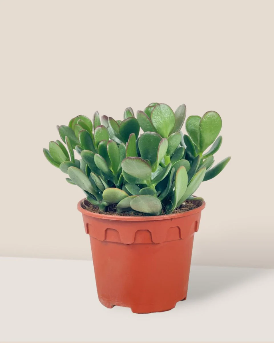 Crassula Ovata - Jade Plant - Image 10