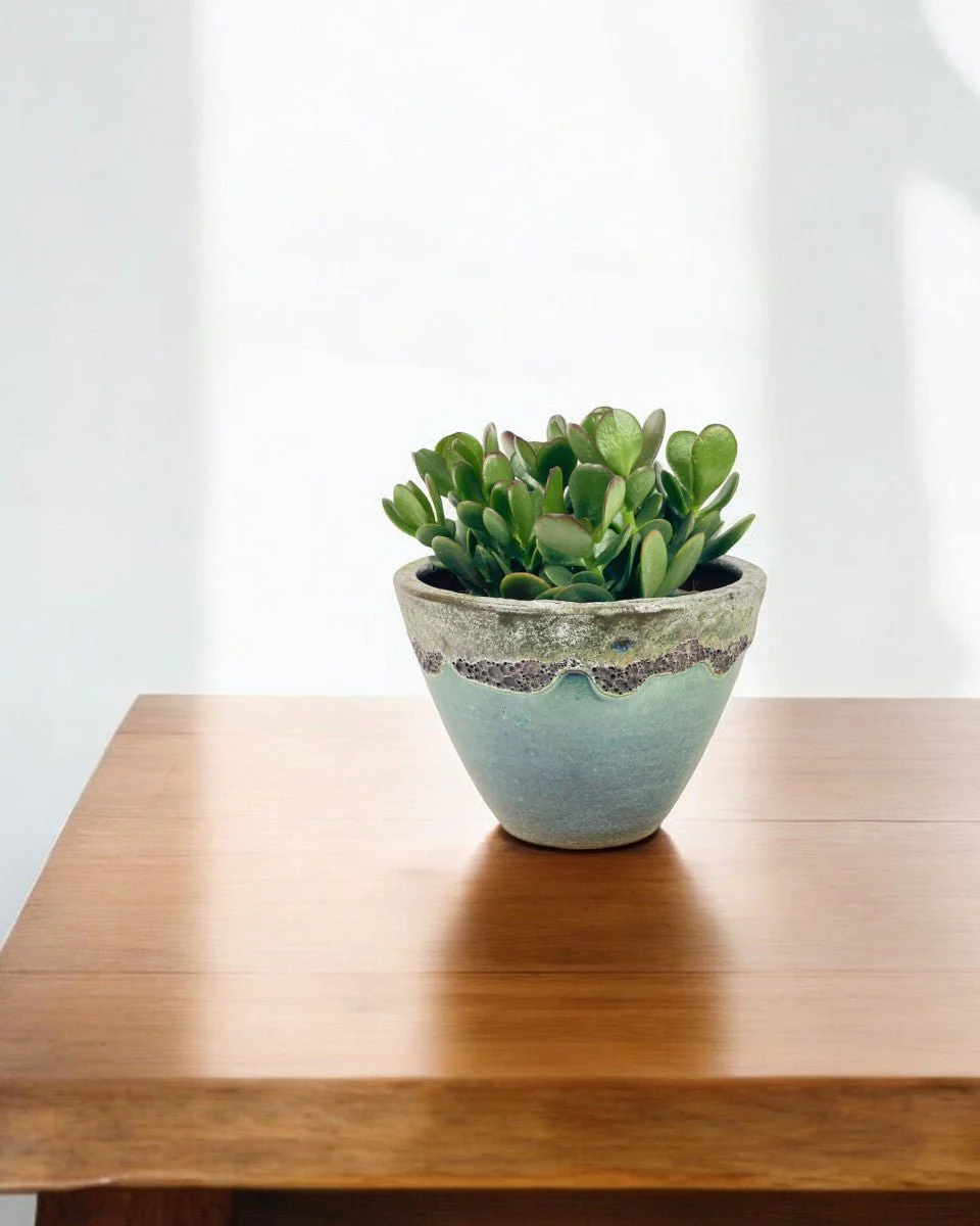 Crassula Ovata - Jade Plant - Image 11