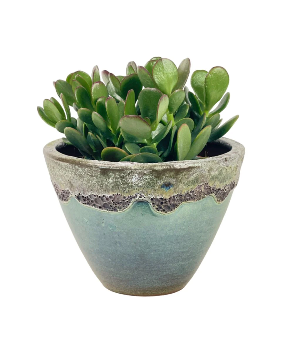 Crassula Ovata - Jade Plant - Image 9