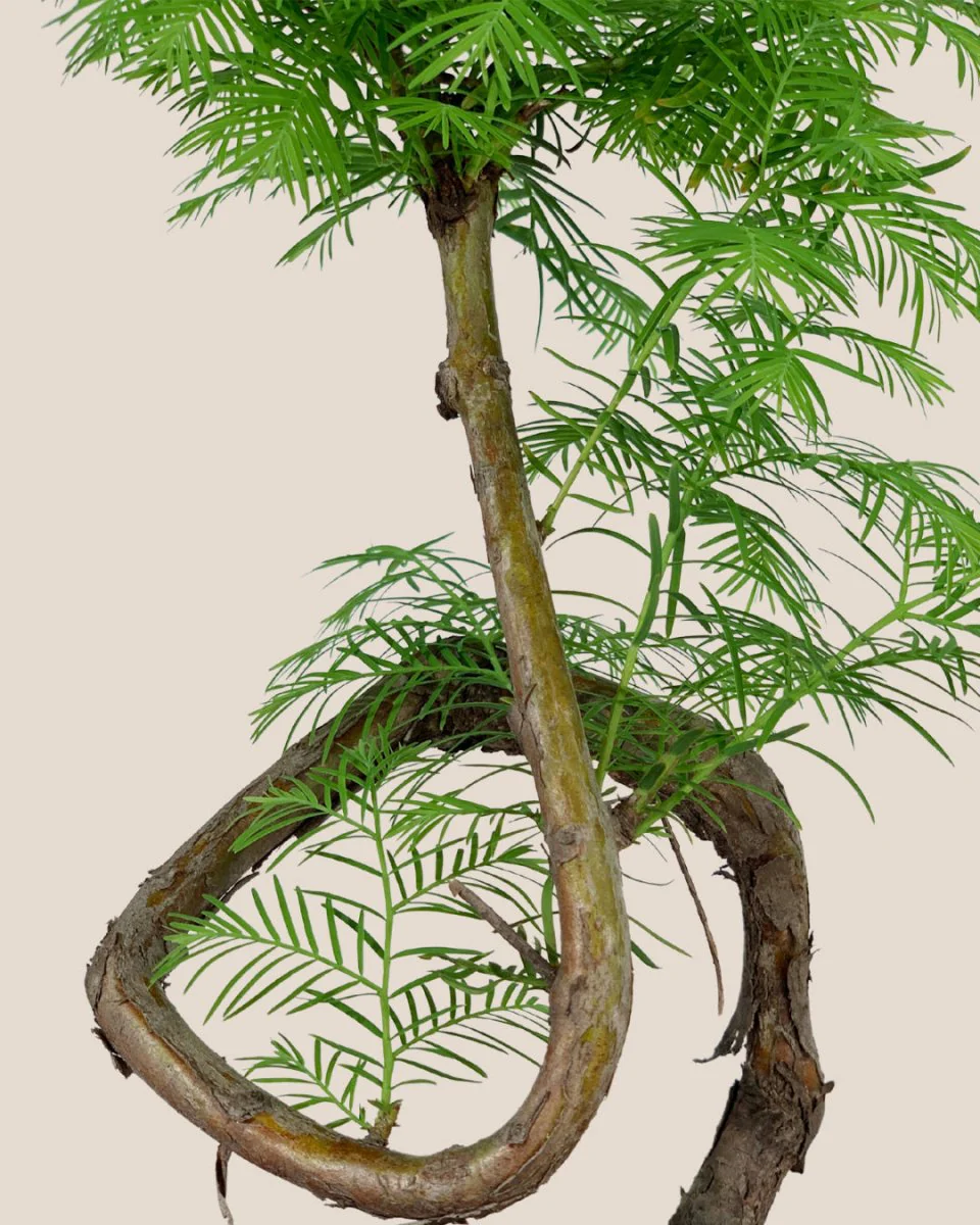 Dawn Redwood Bonsai - Metasequoia Glyptostroboides (Japan) - Image 3