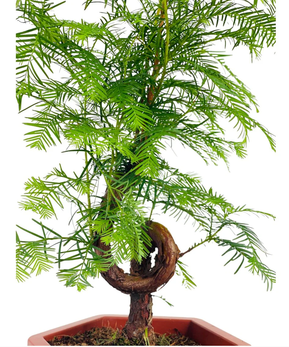 Dawn Redwood Bonsai - Metasequoia Glyptostroboides (Japan) - Image 4