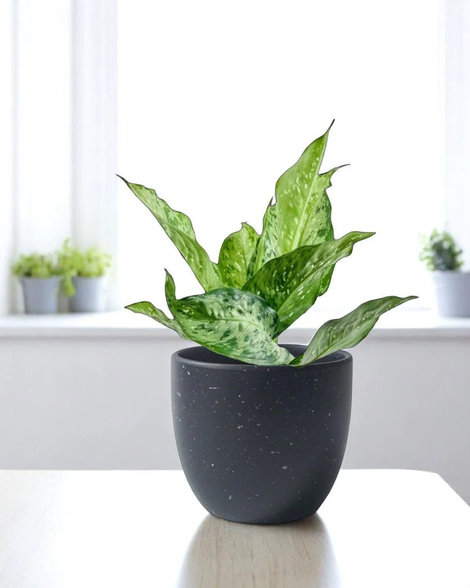 Dieffenbachia Americano - Image 7