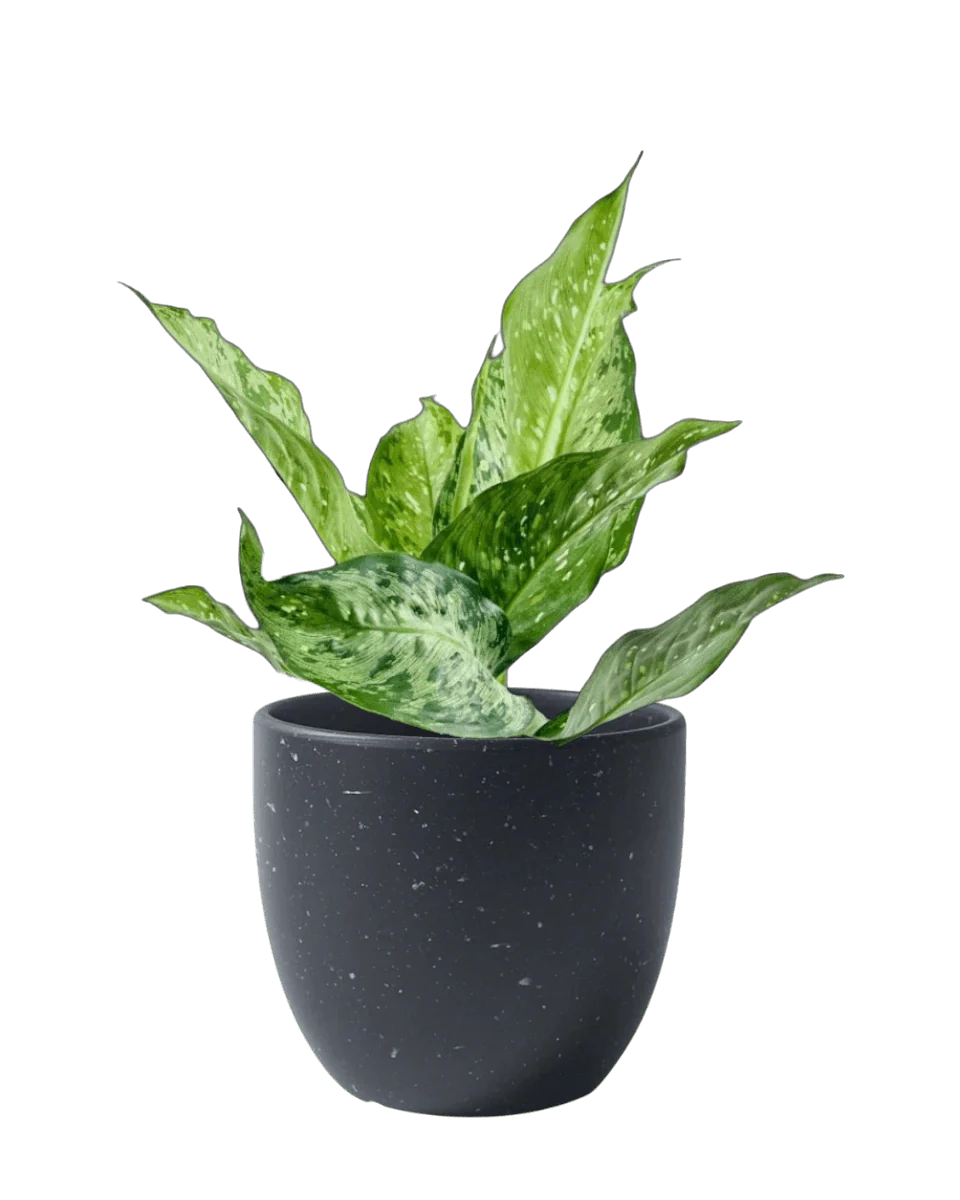 Dieffenbachia Americano - Image 8