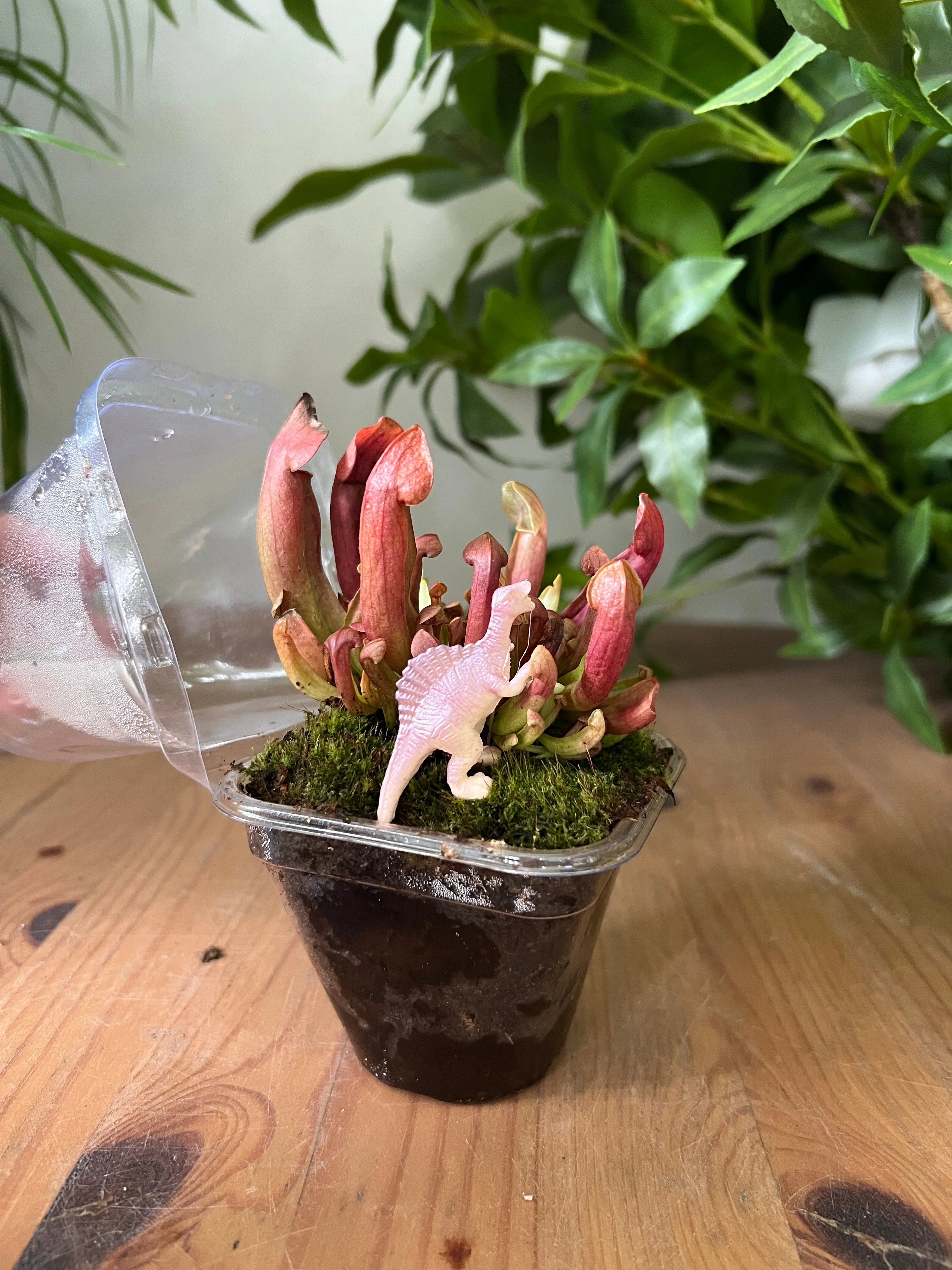 Dionaea/Pitcher