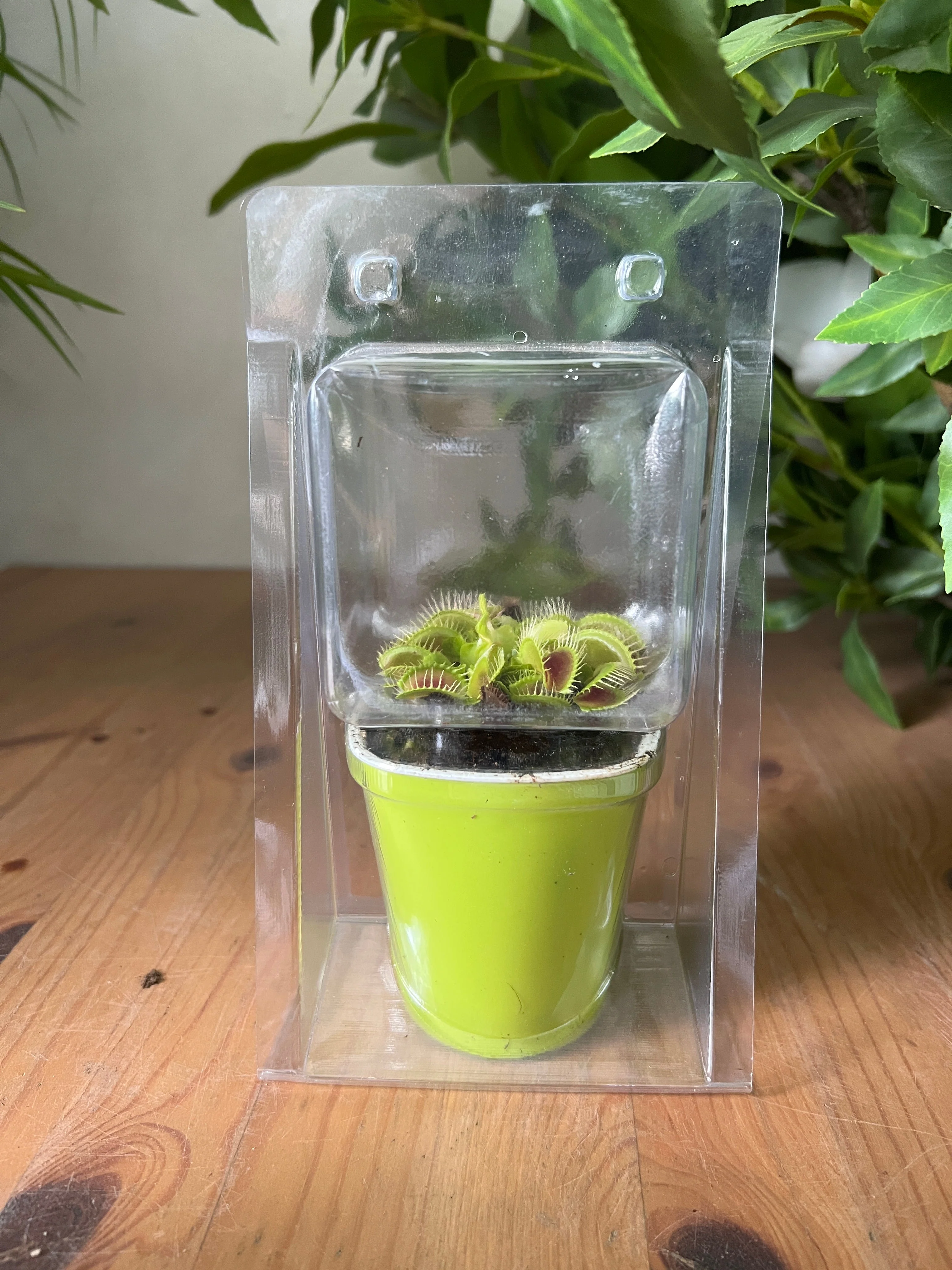 Dionaea/Pitcher - Image 3