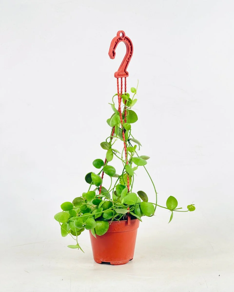 Dischidia Pectinoides - Pocket Money Plant - Image 11