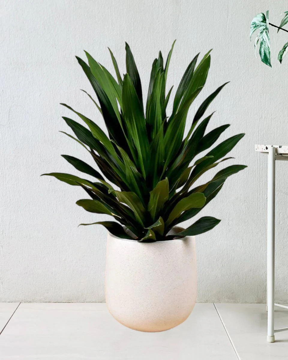 Dracaena Aubryana - Image 10