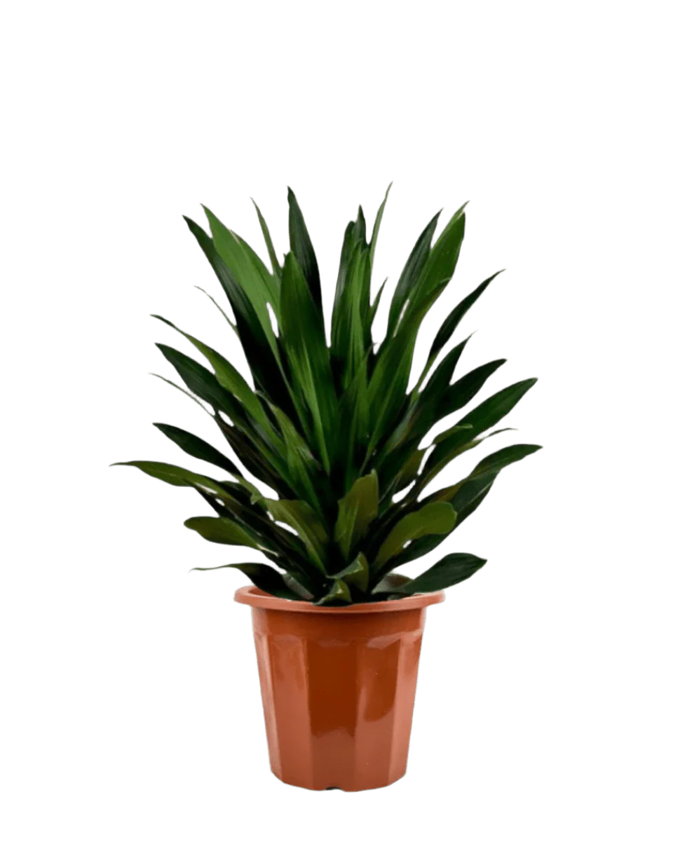 Dracaena Aubryana - Image 12