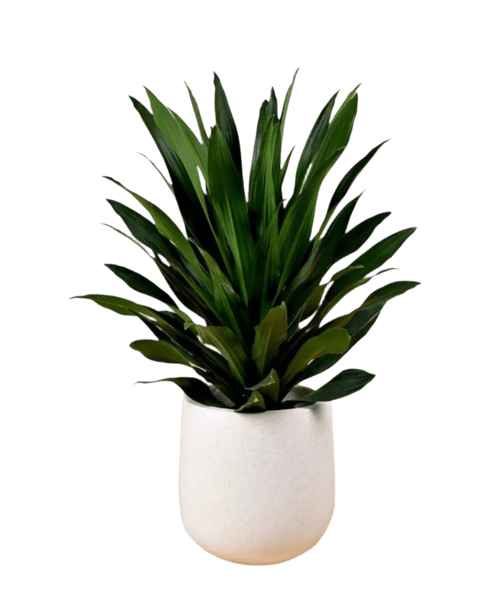 Dracaena Aubryana - Image 13