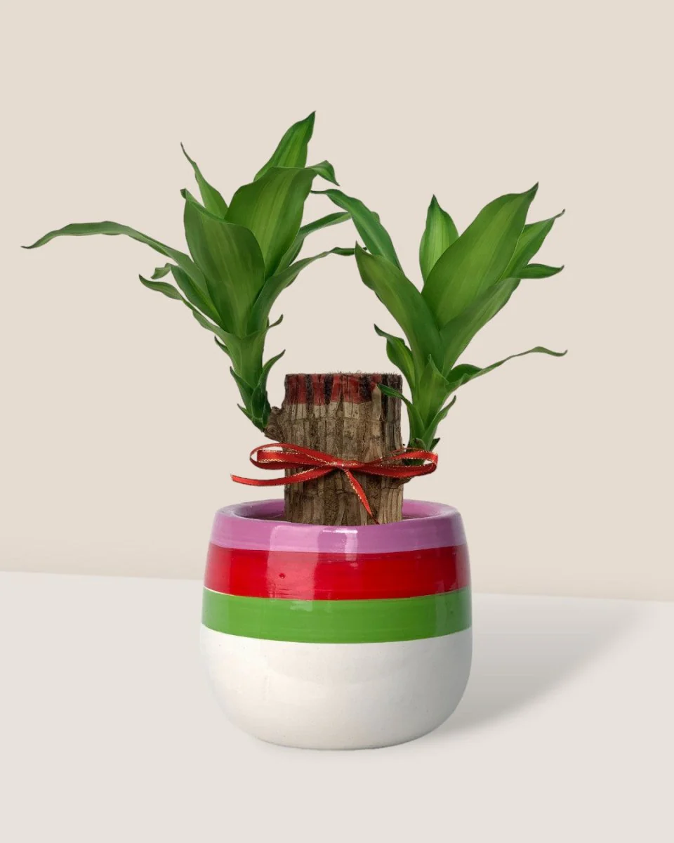 Dracaena Fragrans Iron Tree Single Stem (35cm) - Image 3