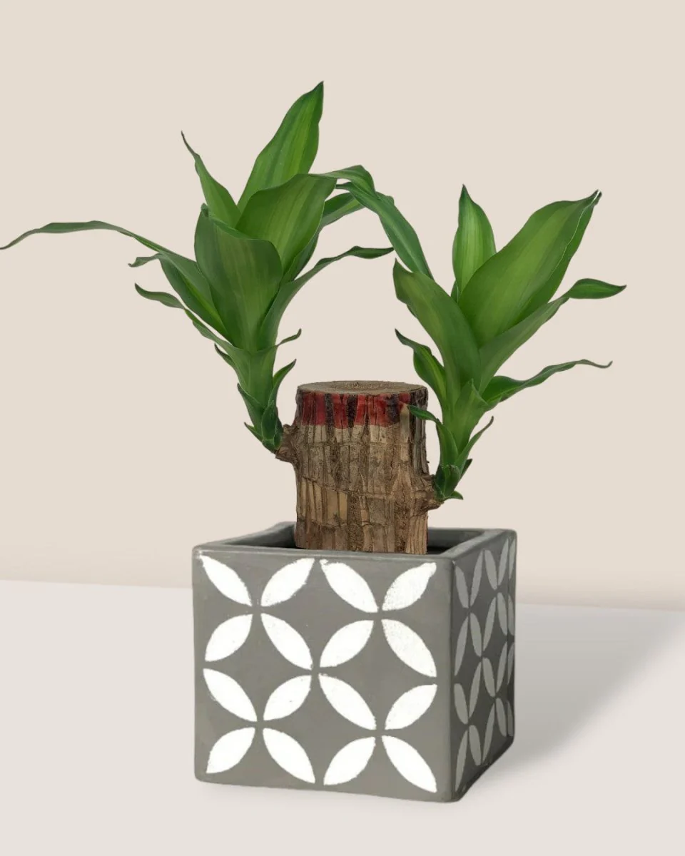 Dracaena Fragrans Iron Tree Single Stem (35cm) - Image 4