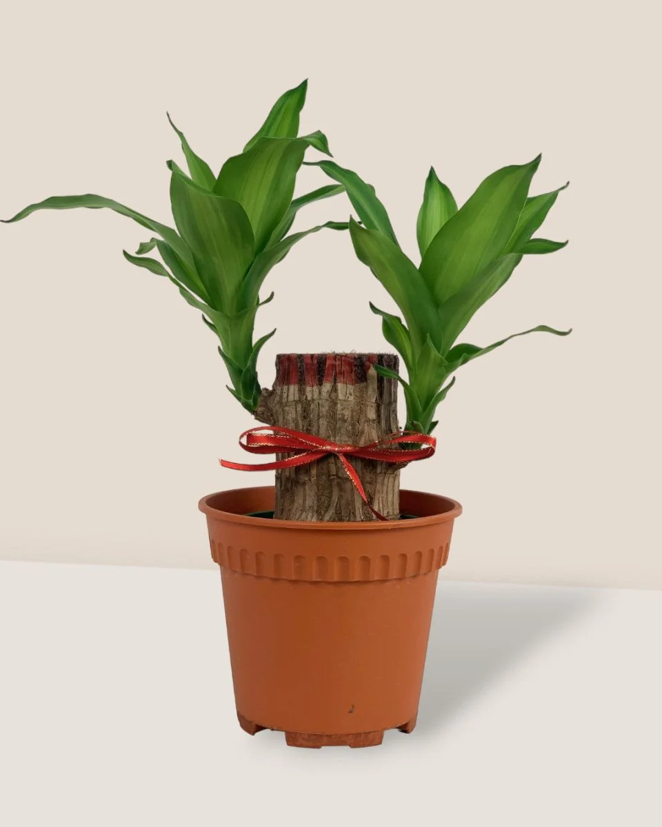 Dracaena Fragrans Iron Tree Single Stem (35cm) - Image 5