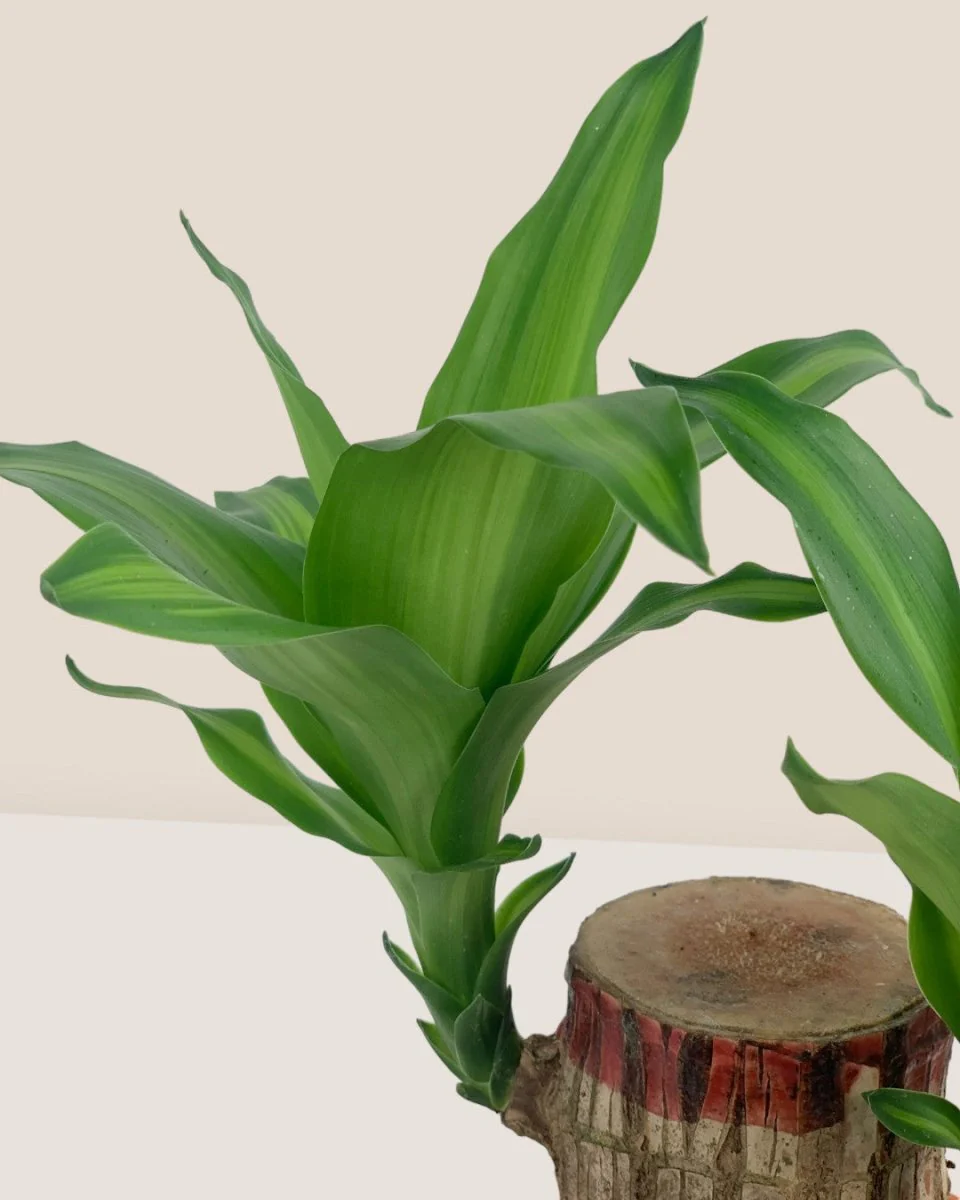 Dracaena Fragrans Iron Tree Single Stem (35cm) - Image 7