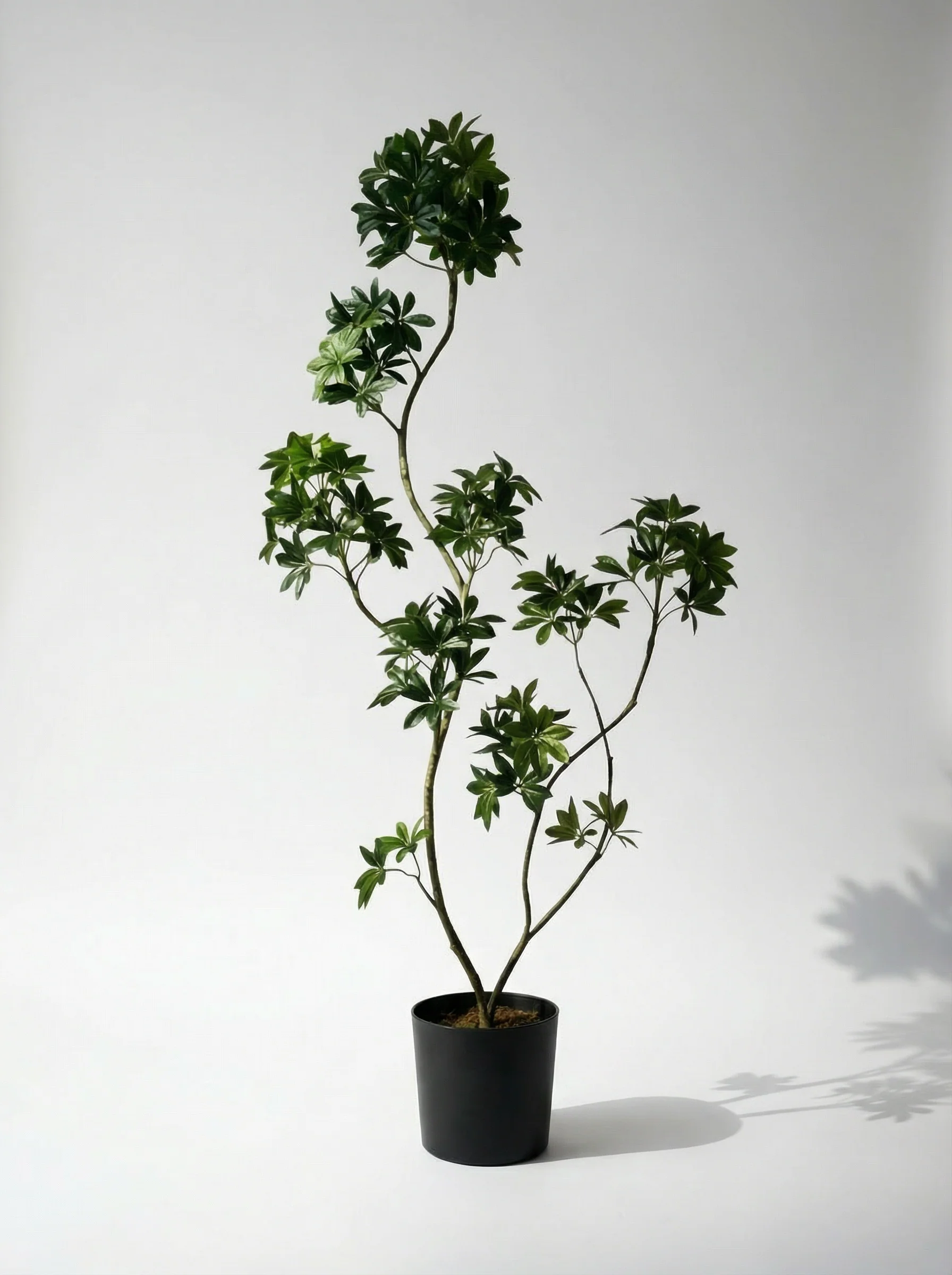 Dwarf Umbrella Tree (Life-like Artificial) - Image 15