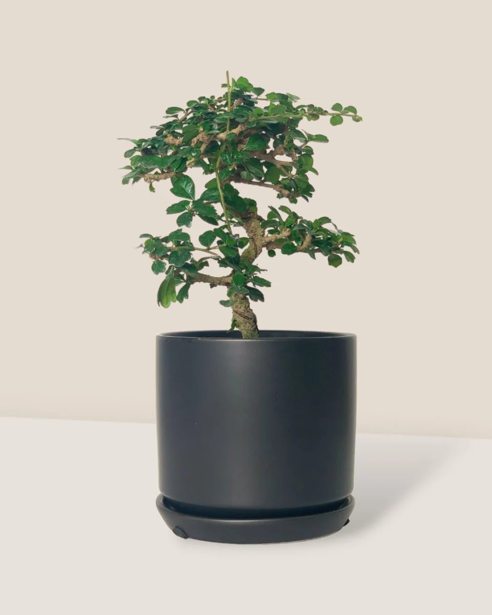 Ehretia Bonsai - Image 3